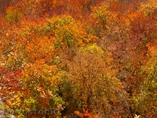 Devostock Forest Autumn Forest Colorful 0