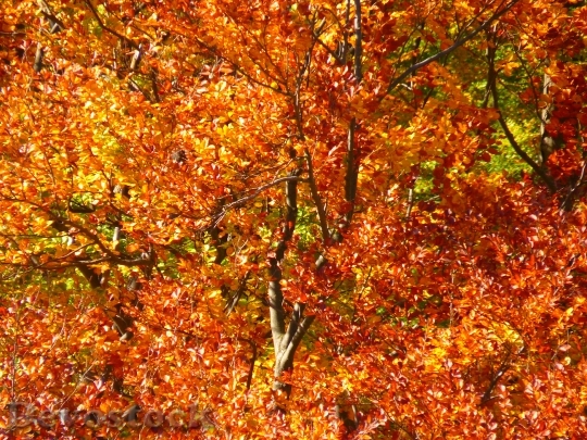 Devostock Forest Autumn Forest Colorful