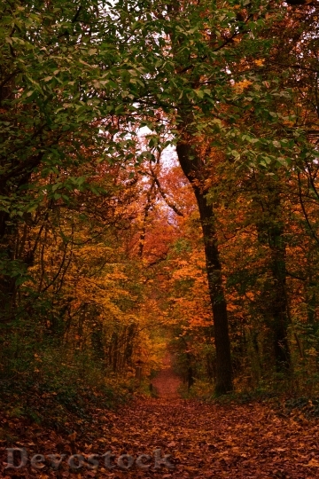 Devostock Forest Autumn Leaves 527432