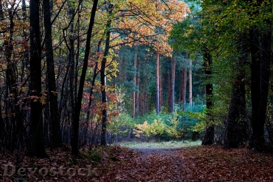 Devostock Forest Autumn Leaves Fall