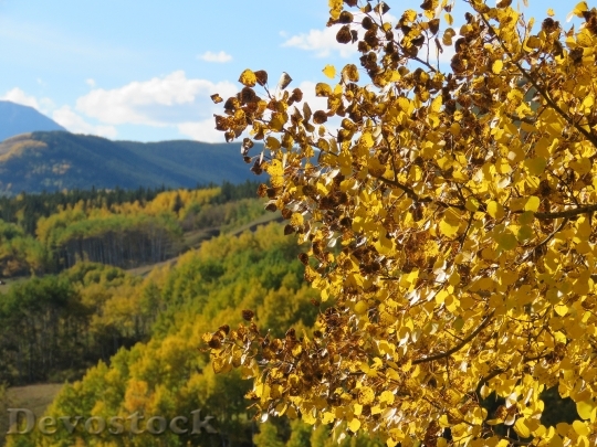 Devostock Forest Autumn Leaves Nature