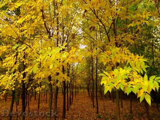 Devostock Forest Autumn Leaves Yellow 0