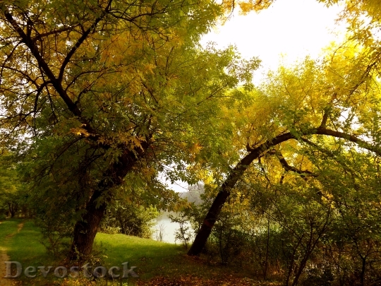 Devostock Forest Autumn Leaves Yellow