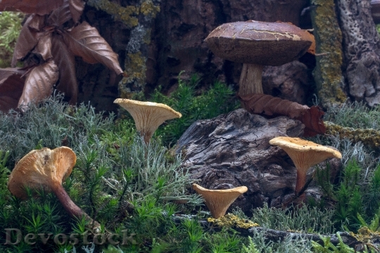 Devostock Forest Autumn Mushrooms Moss 0