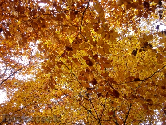 Devostock Forest Autumn Nature Leaves