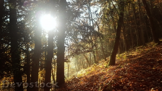 Devostock Forest Autumn Sun Leaves