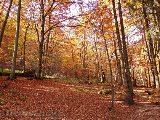 Devostock Forest Autumn Tree Landscape