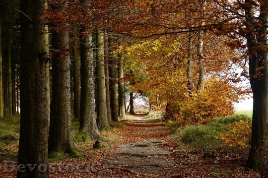 Devostock Forest Autumn Tree Path