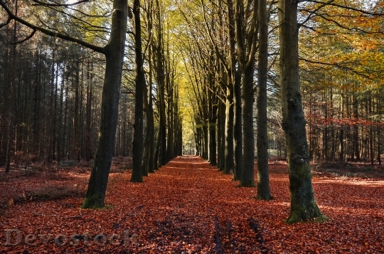 Devostock Forest Autumn Trees Lane