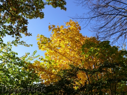 Devostock Forest Autumn Trees Leaves