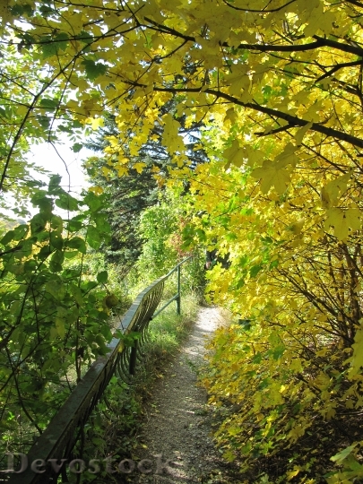 Devostock Forest Away Autumn Leaves
