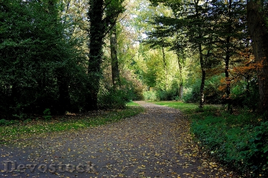 Devostock Forest Away Forest Path 1