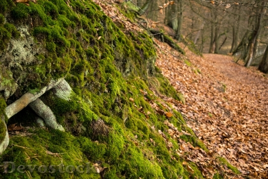 Devostock Forest Away Leaves Moss