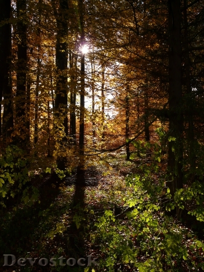 Devostock Forest Back Light Autumn