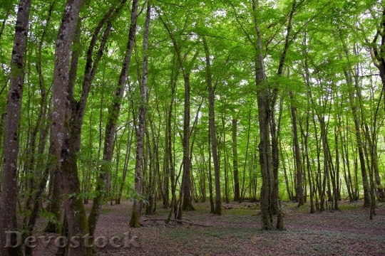 Devostock Forest Background Green Structure