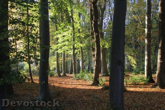Devostock Forest Book Trees Autumn