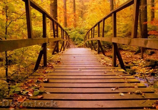Devostock Forest Bridge Autumn Web