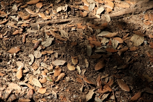 Devostock Forest Floor Leaves Autumn 0