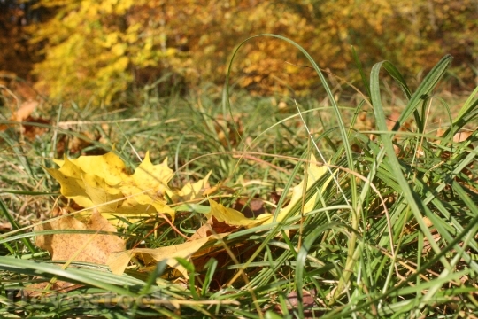 Devostock Forest Floor Leaves Autumn 1