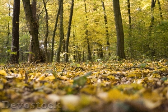 Devostock Forest Floor Leaves Autumn 2