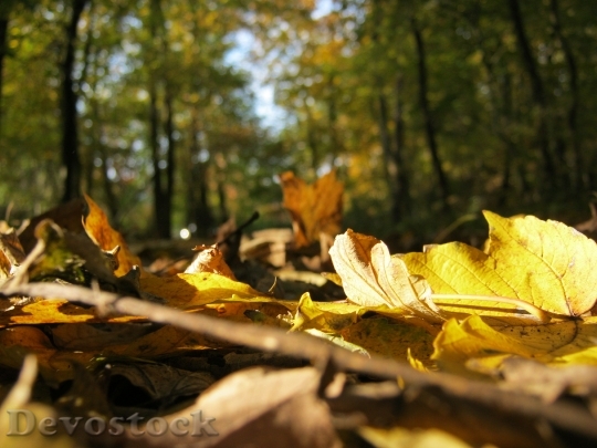 Devostock Forest Floor Leaves Autumn 3