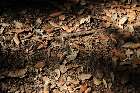 Devostock Forest Floor Leaves Autumn