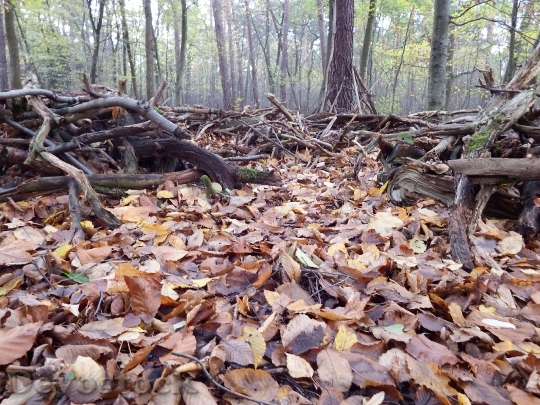 Devostock Forest Floor Leaves Undergrowth