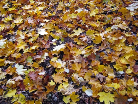 Devostock Forest Floor Maple Leaves