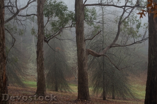 Devostock Forest Fog Trees Landscape