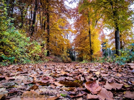 Devostock Forest Leaves Autumn 1002151
