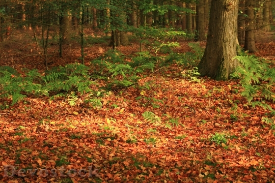 Devostock Forest Leaves Autumn Colorful