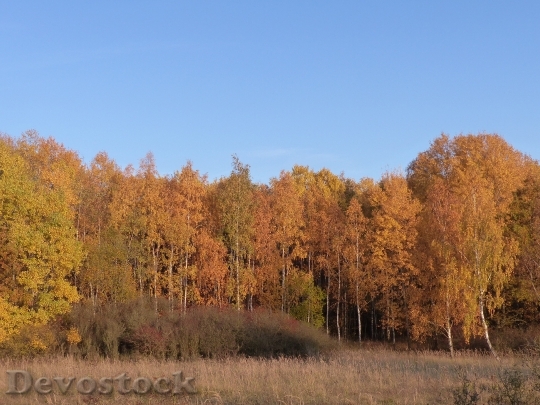 Devostock Forest Leaves Autumn Tree