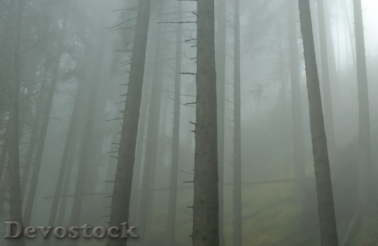Devostock Forest Mist Morning Fog