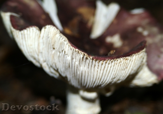 Devostock Forest Mushroom Lamellar Mushrooms