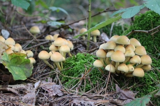 Devostock Forest Mushrooms Autumn Nature 0