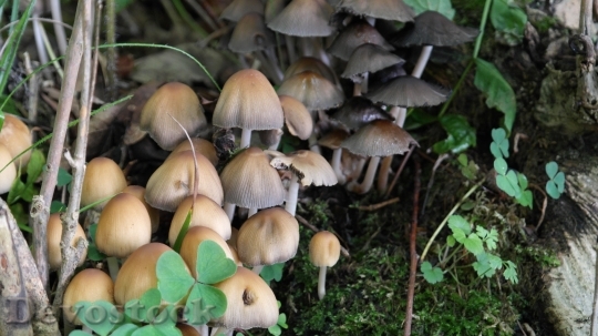 Devostock Forest Mushrooms Mushrooms 431288