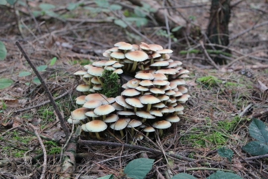 Devostock Forest Mushrooms Nature Autumn