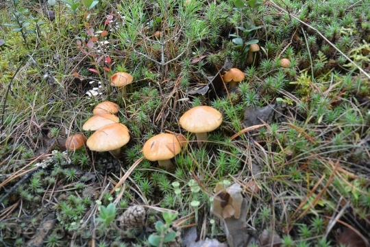 Devostock Forest Mushrooms Tree Nature