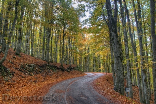 Devostock Forest Nature Autumn Woods