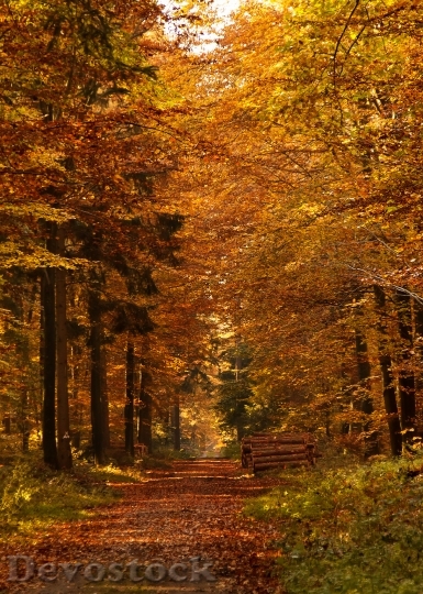 Devostock Forest Path Autumn Fall 1