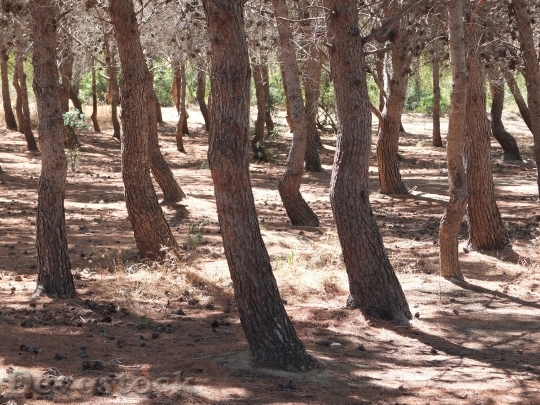 Devostock Forest Pine Trees Conifer