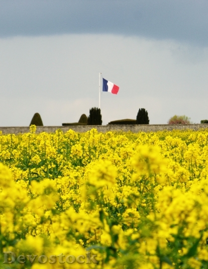 Devostock French Flag Flowers Yellow
