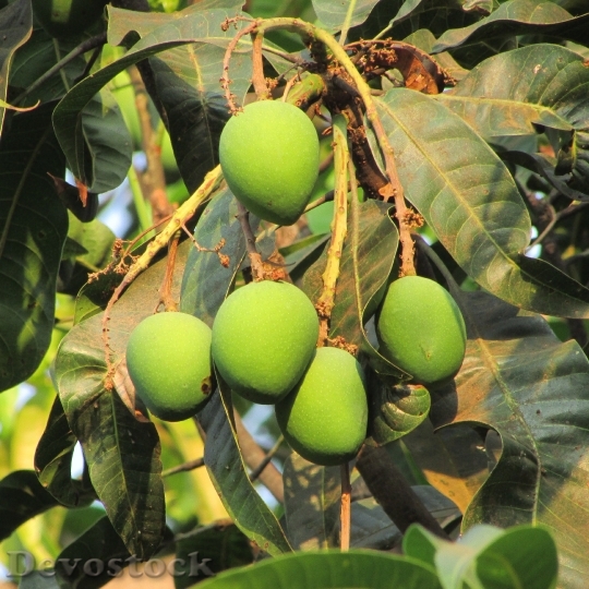 Devostock Fresh Mango Fruit Juicy
