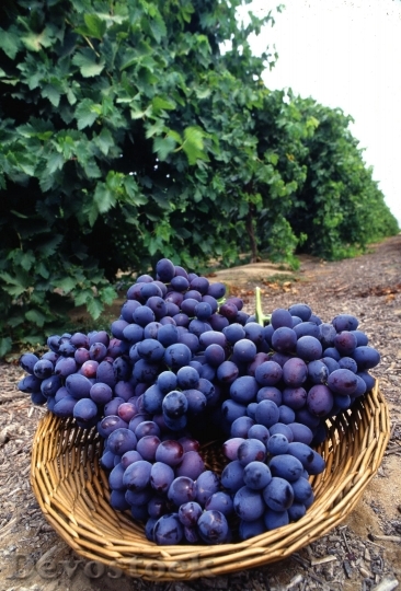 Devostock Fresh Purple Grapes
