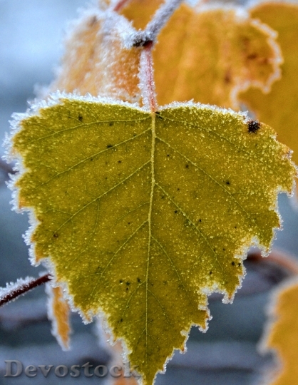 Devostock Frost Autumn Birch Leaf