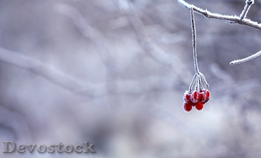 Devostock Frozen Berries Red Fruits