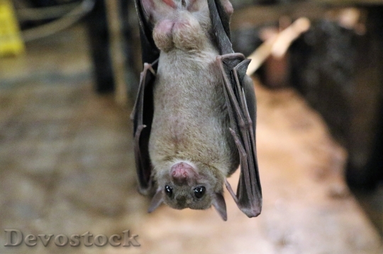 Devostock Fruit Bat Bat Fruit