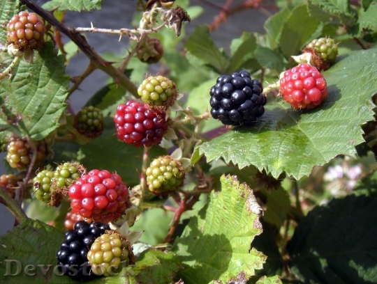 Devostock Fruit Blackberries Brambles Red