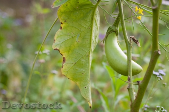Devostock Fruit Eggplant Vegetable Green