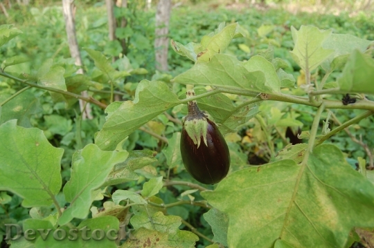 Devostock Fruit Eggplant Vegetables 607782